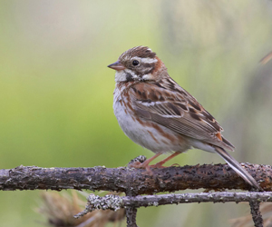 Хөмрөг (Харшанаа хөмрөг, Цагаан хөмсөгт хөмрөг)